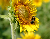 Sunflower 29 11x14.jpg