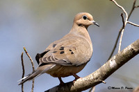 Doves and Pigeons