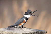 Image 2338.jpg