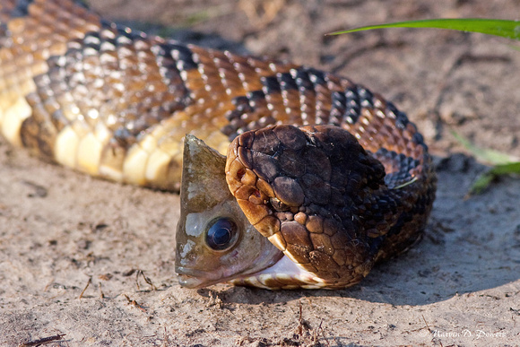 Cottonmouth