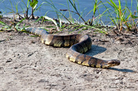 Cottonmouth