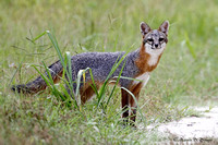 Grey Fox