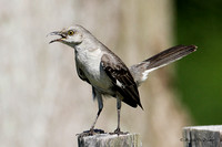 Northern Mockingbird