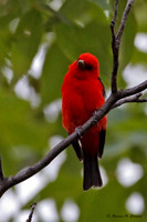 Summer Tanager
