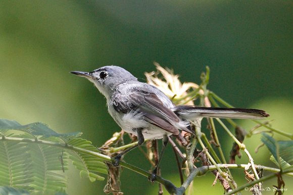 Blue-Gray Gnatcatcher (Polioptila caerulea)