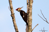 Woodpeckers
