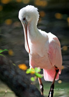 Spoonbill