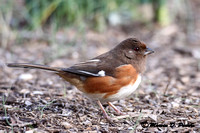 Eastern Towee