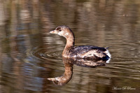 Image 2223.jpg
