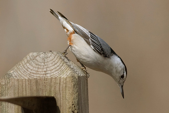Image 066