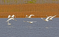 Swans