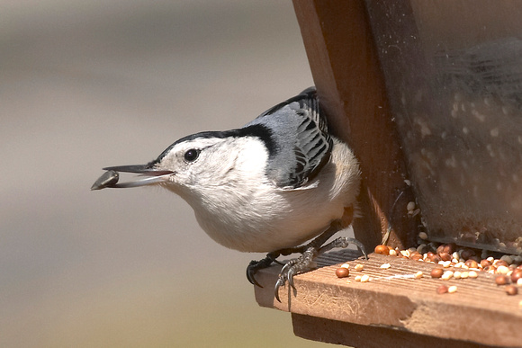 Image 068