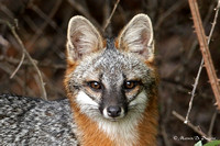Grey Fox