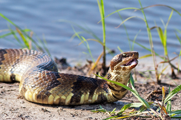 Cottonmouth