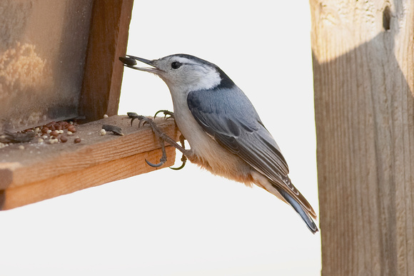 Image 063