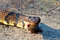 Cottonmouth