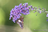 Image 463.jpg