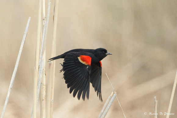 Image 1043.jpg