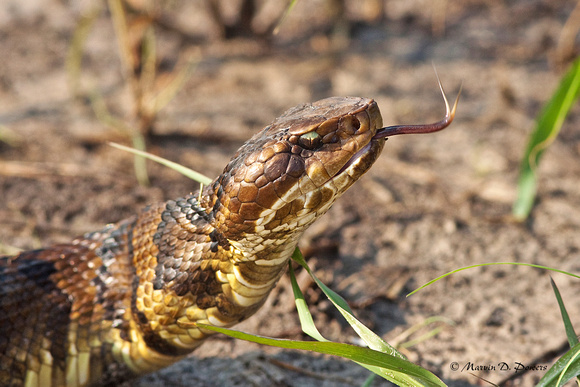 Cottonmouth