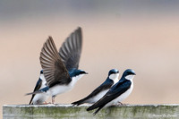 Swallows