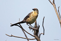 Grackles