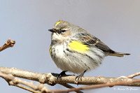 Yellow-Rumped Warbler