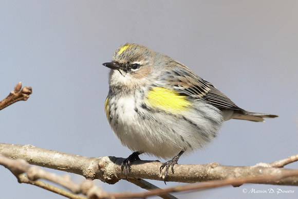 Yellow-Rumped Warbler