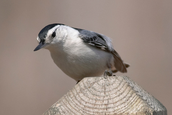 Image 064