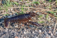 Crayfish