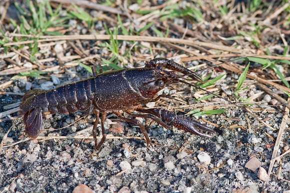 Crayfish