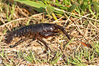 Crayfish