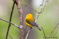 Prothonotary Warbler