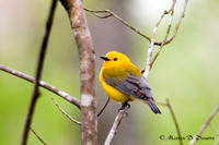Prothonotary Warbler