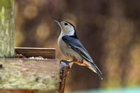 Image 067