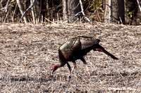 Turkey