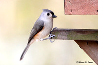 Titmouse