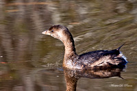 Grebes