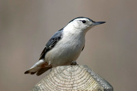 Image 065