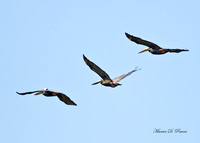 Pelican
