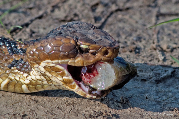 Cottonmouth