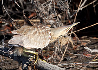 Bittern