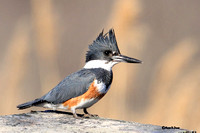 Image 1407.jpg