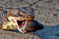 Cottonmouth