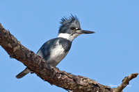 Image 2255.jpg