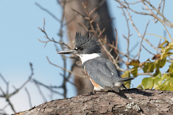 Image 1129.jpg