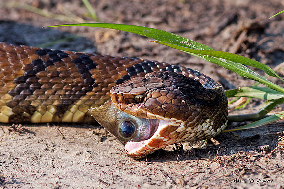 Cottonmouth