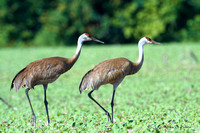 Sandhill Cranes