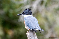 Image 2104.jpg