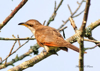 Cuckoo's