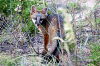 Grey Fox